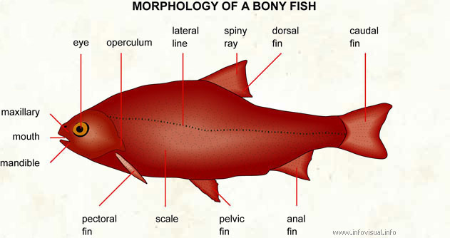 Fish  (Visual Dictionary)